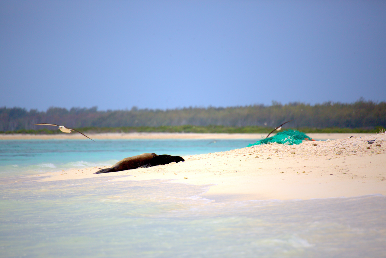 A pair of mom and pup Hawaiian monk seal was found lying next to a large derelict fishing net. The team removed the net when the pair playfully relocated down the shoreline. After 6 days of digging and pushing, the team finished surveying and removing all debris larger than bottle cap size from the shorelines of Eastern Island! Photo: NOAA Fisheries/Ryan Tabata
