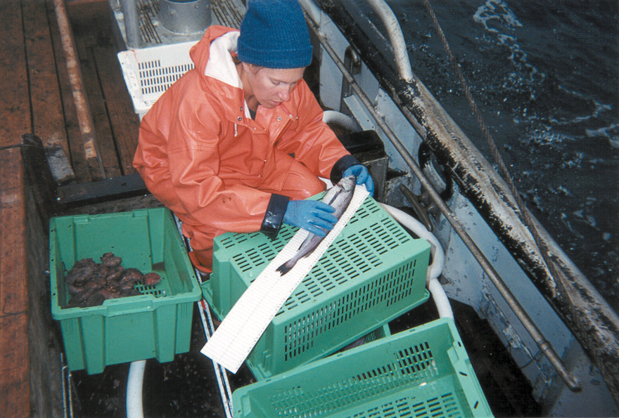 Observer measuring fish length on deck.