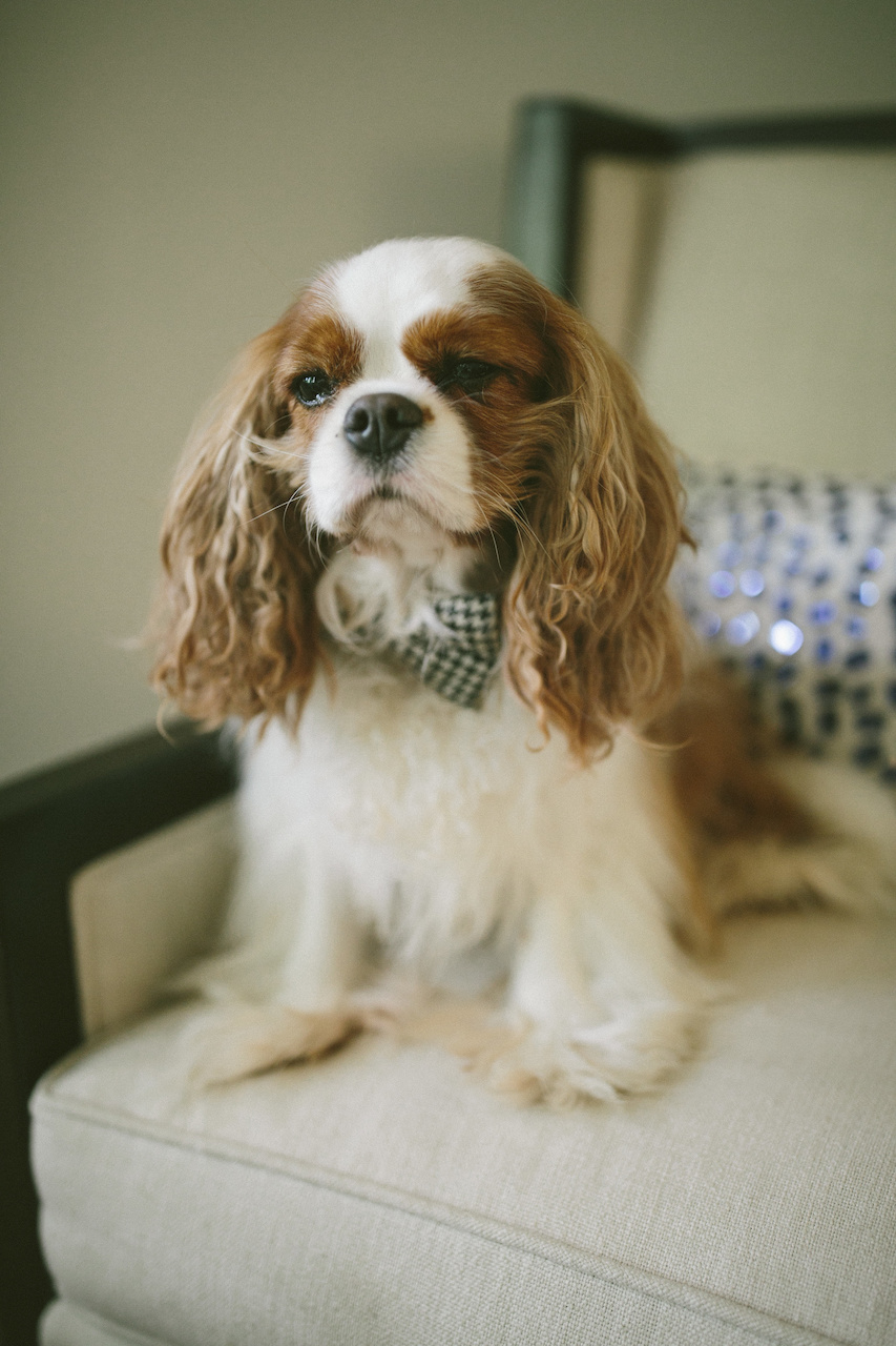 Victor models his bow tie. Victor models his bow tie.