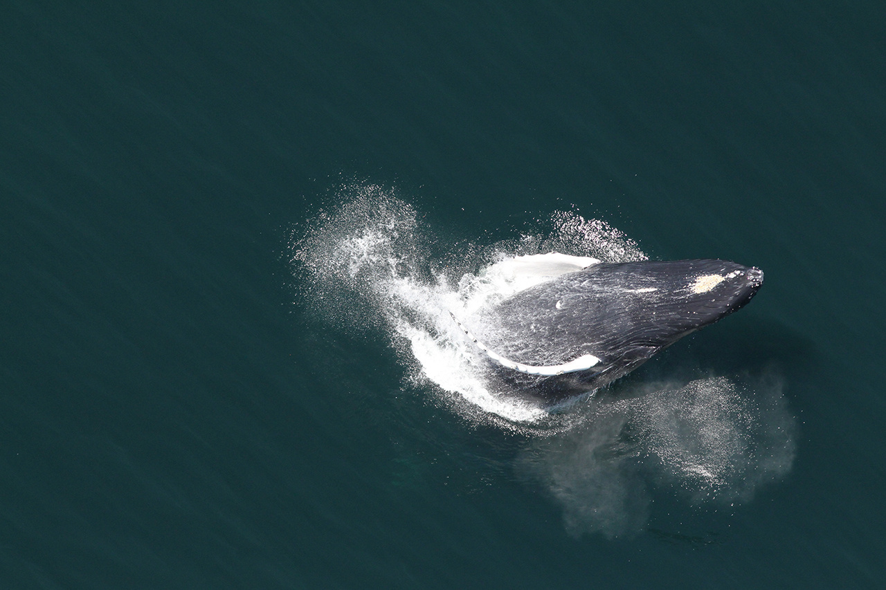 2020-whale-week-humpback-1280x853-main.jpg