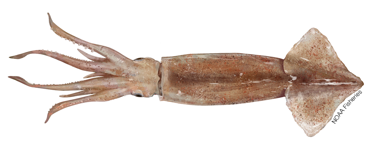 Shortfin squid illustration