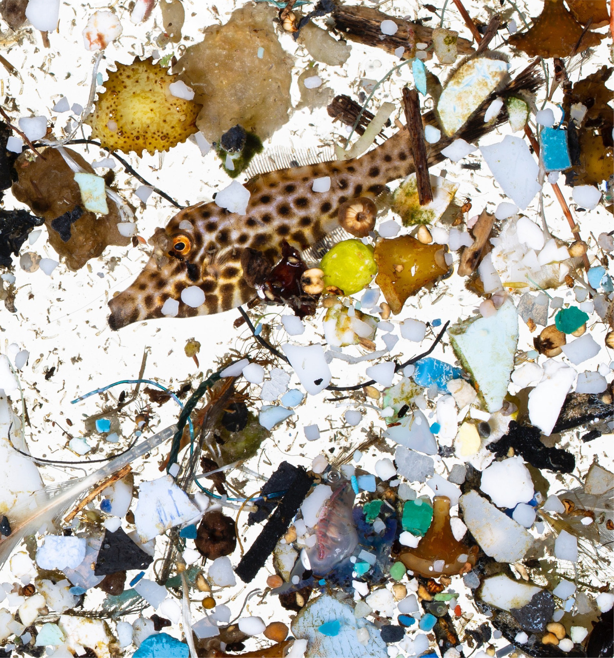 A scribbled filefish in a sea of plastics sampled from surface slicks off Hawai‘i Island. Photo courtesy of David Liittschwager.