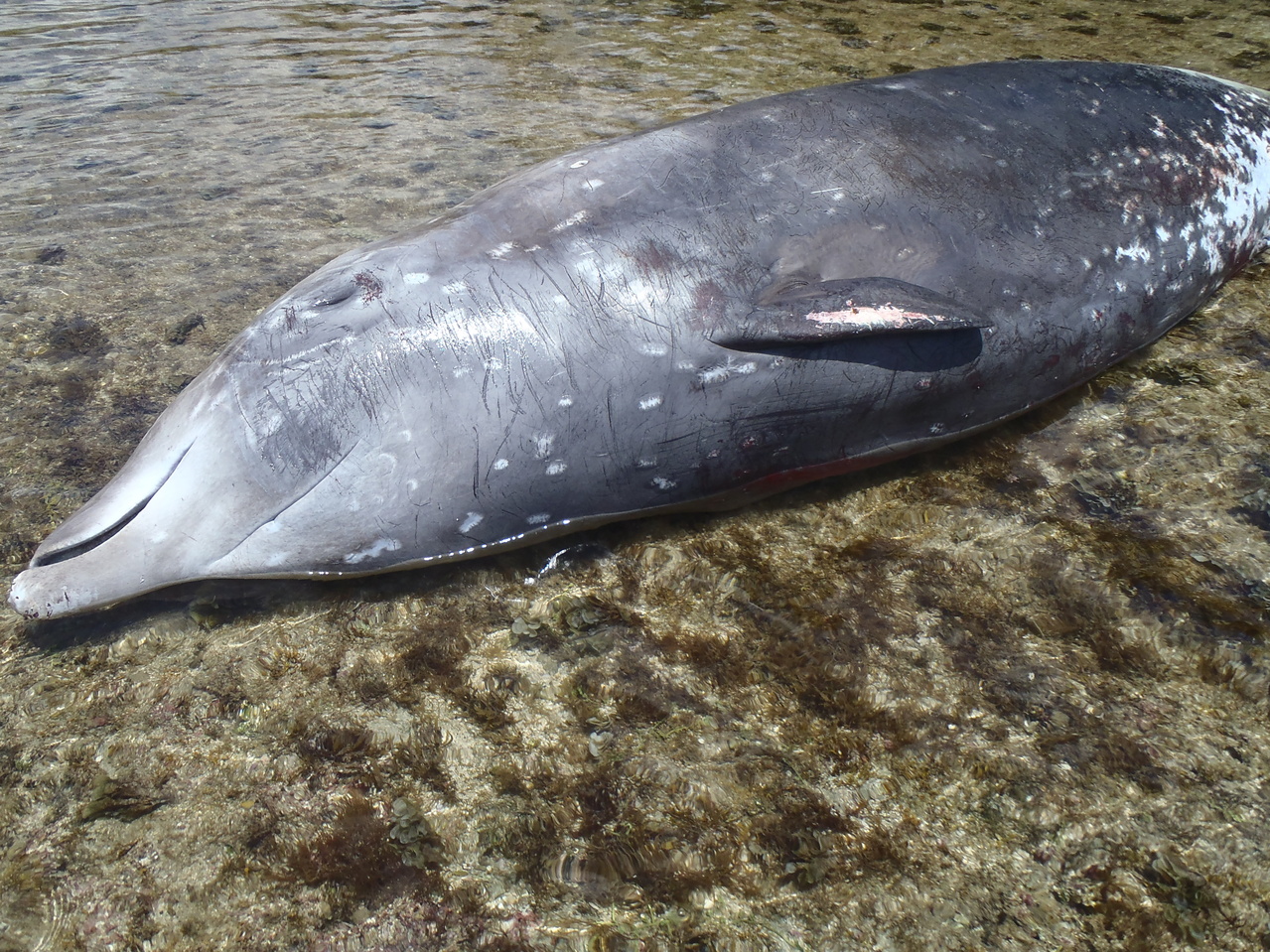 beaked whale strandings in the mariana archipelago may be