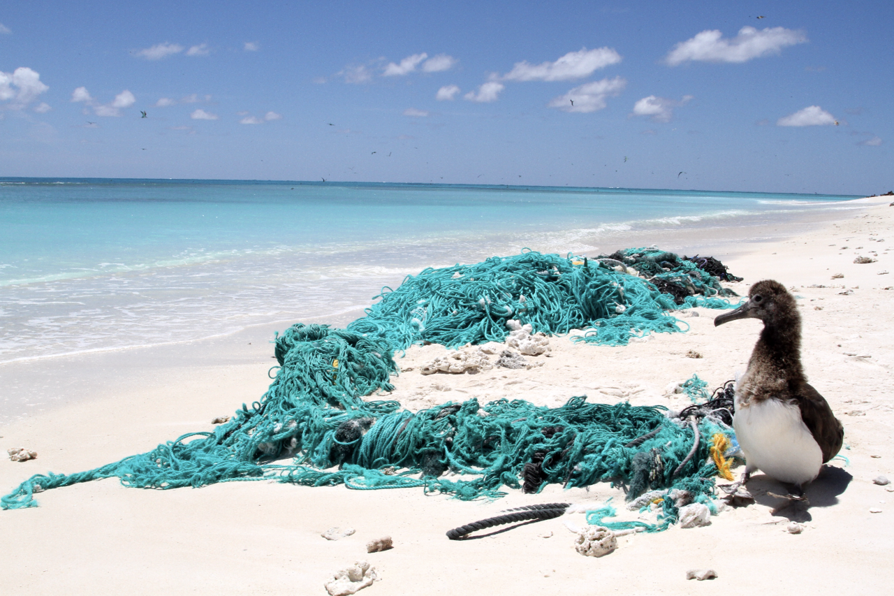 Young albatross and derelict fishing net on beach with ocean behind