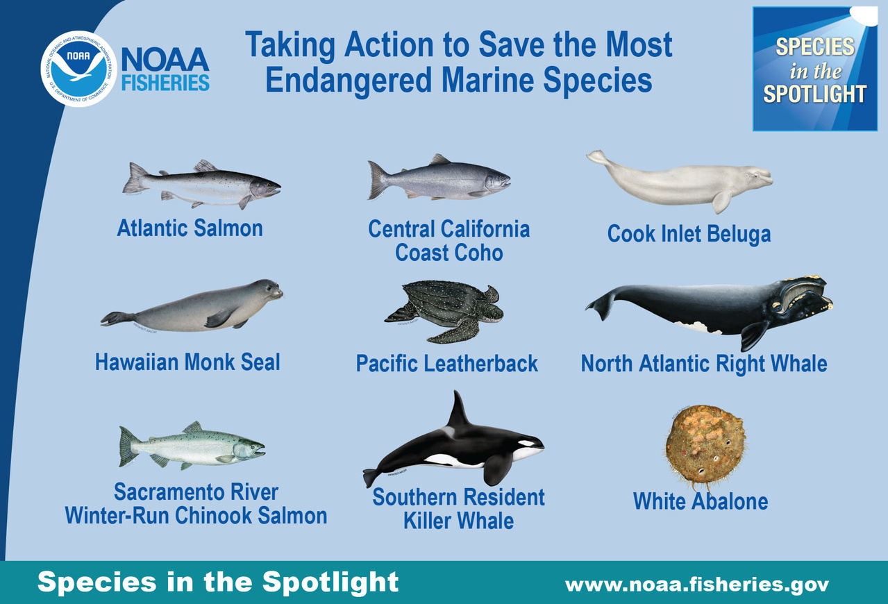 nine-species-in-the-spotlight.jpg