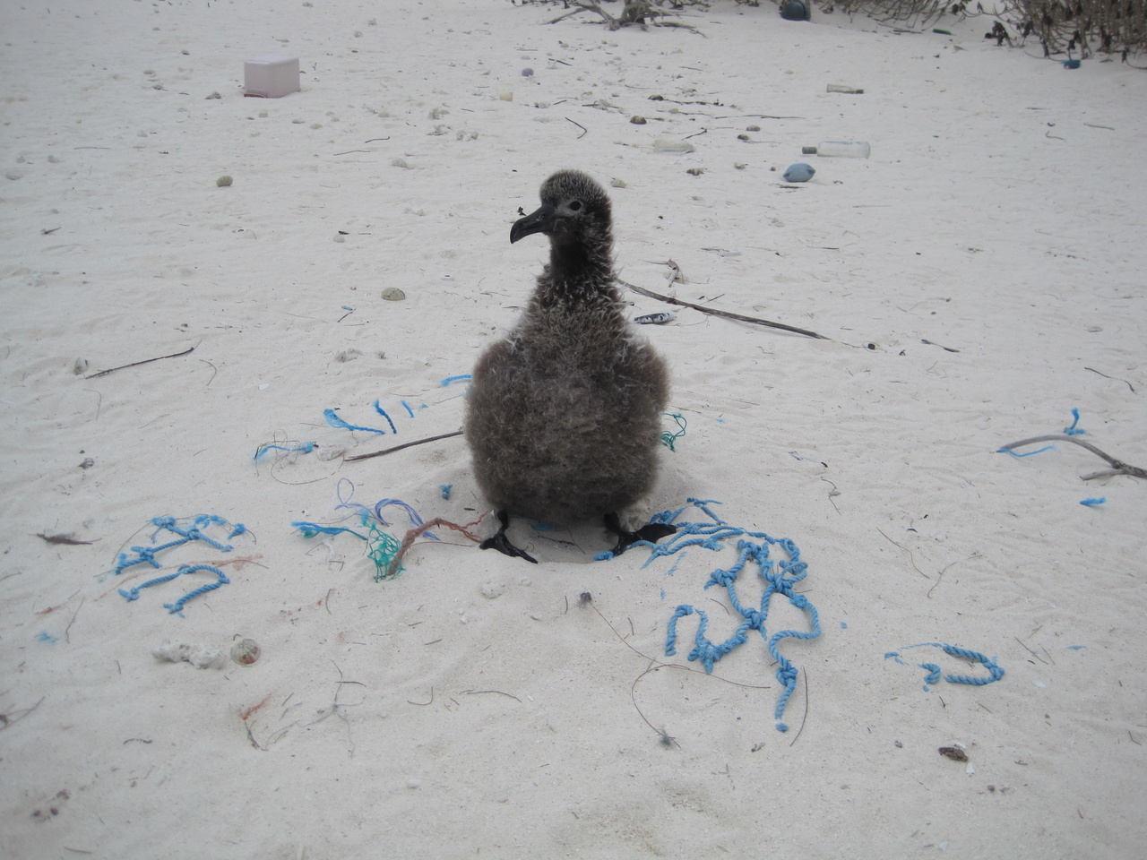 Midway Atoll, located on the far northwestern end of the Hawaiian Archipelago, is a circular shaped atoll with three small islets (Sand, Eastern, and Spit). The atoll provides nesting habitat for millions of seabirds, including the world’s largest population of albatrosses. <br><i><a href="http://www.papahanaumokuakea.gov/maritime/midway.html" target="_blank">Read more about Midway Atoll. Photo: NOAA Fisheries