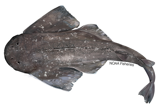 Sawback angelshark illustration
