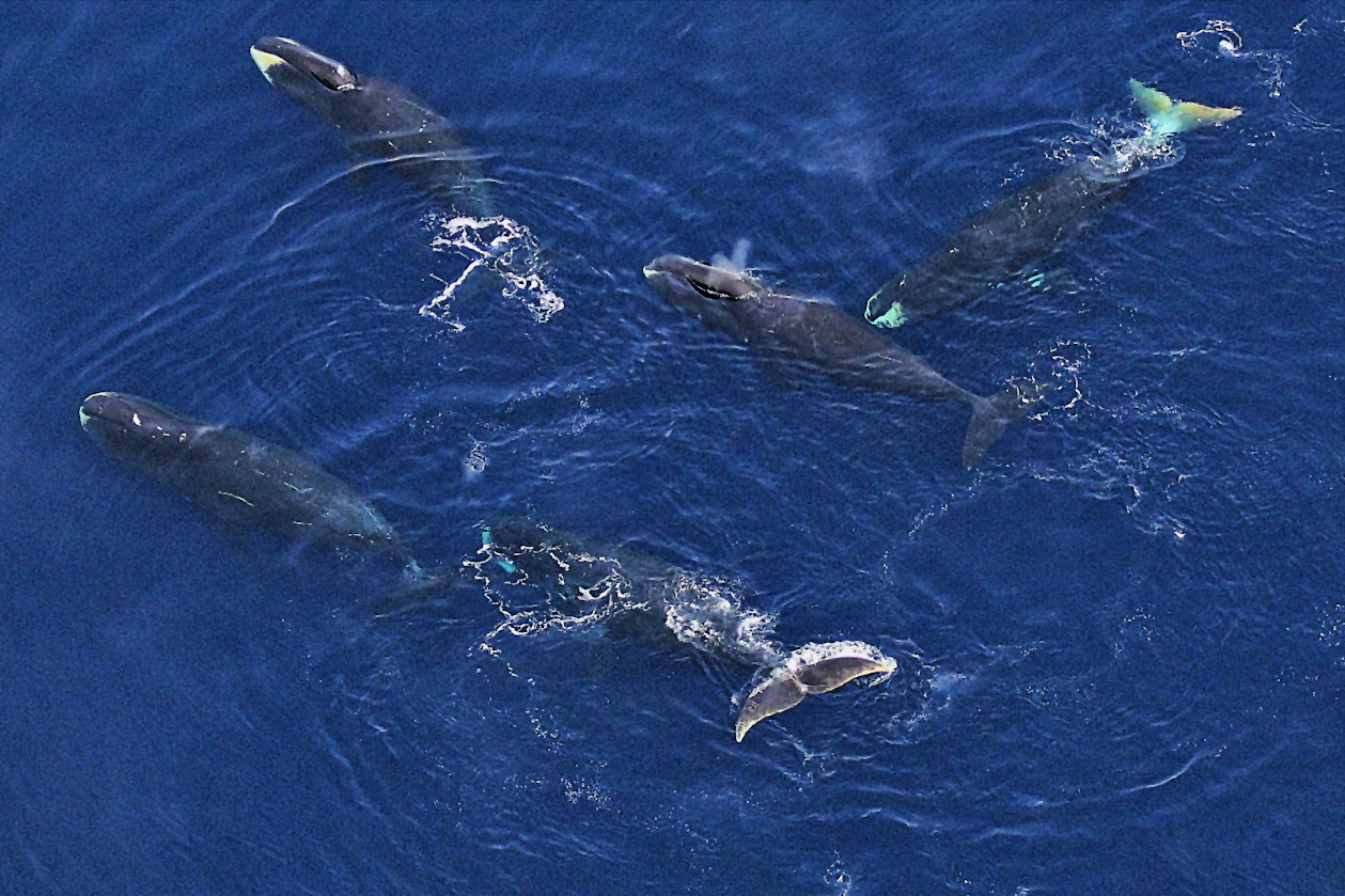 Under the midnight sun, a group of five bowhead whales lounge at the surface, floating atop deep blue waters for a moment before diving into the depths below.