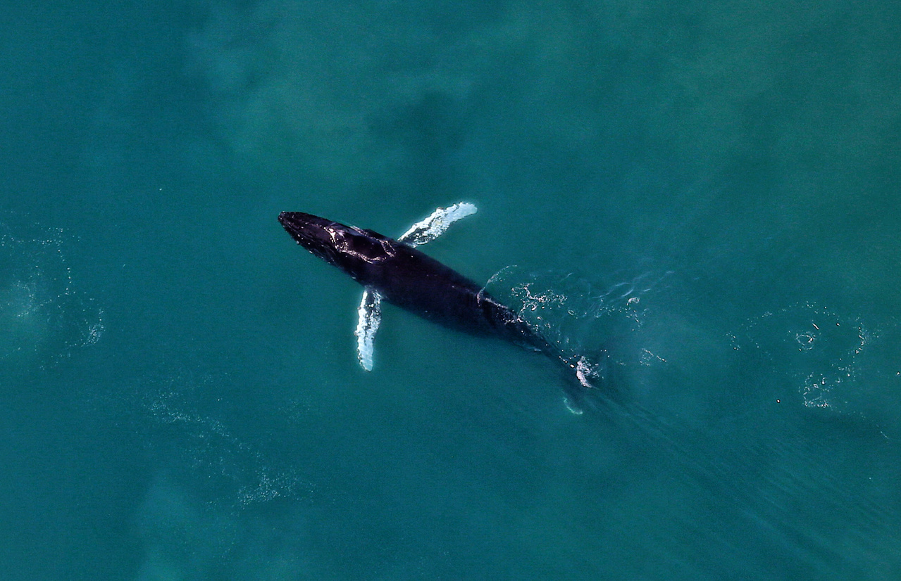 This humpback whale was sighted in the southern range of our survey area in the eastern Chukchi Sea in early July, 2019. Note the long white pectoral flippers displayed to the sides of the whale in what is called “airplane-ing”.
