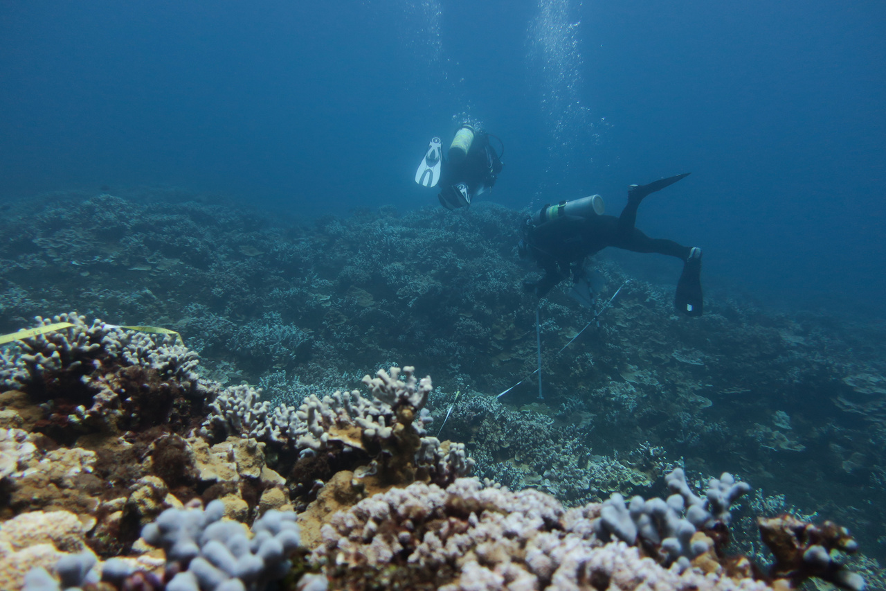 The coral team photographs the coral colonies along a transect off of Lānaʻi. Before taking pictues, they measure, identify, and note the health of colonies. This is the first island stop on our way to the island of Hawai'i. Photo: NOAA Fisheries/Courtney Couch