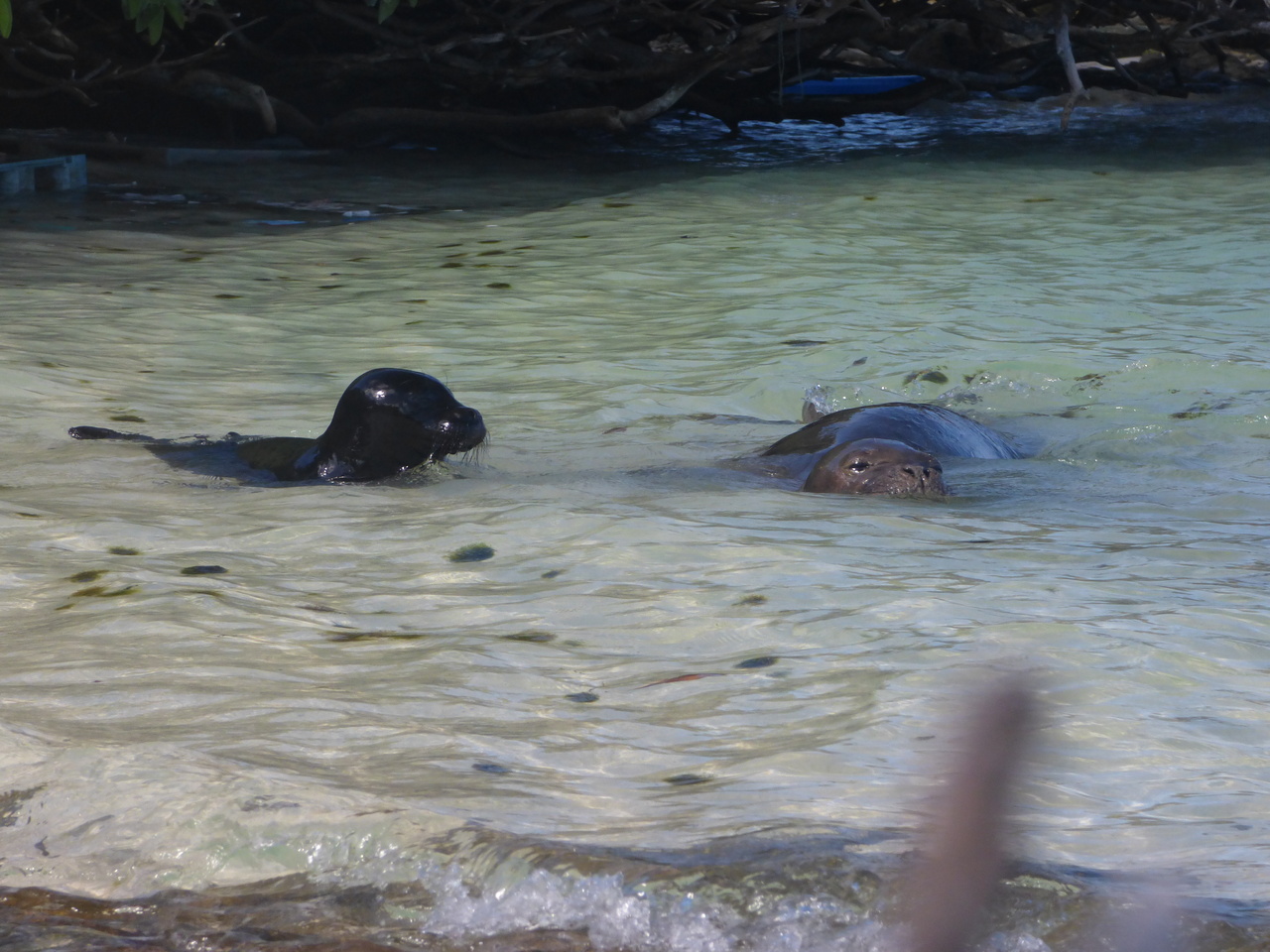 TG28 swimming with pup.