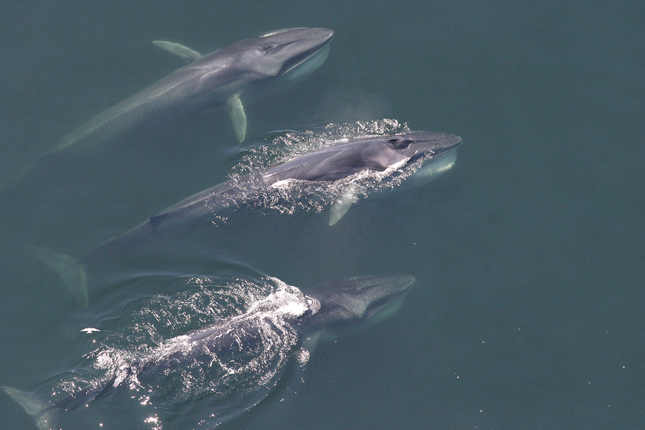 2020-whale-week-finback-1280x853-main.jpg