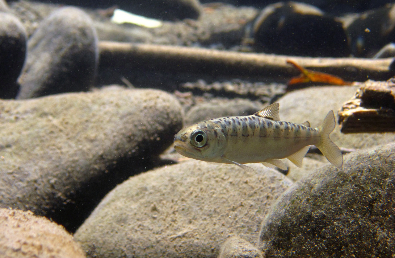 Cowlitz Tribe Restores Lower Columbia Salmon Habitat, Benefiting