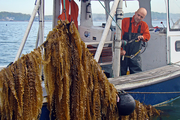 Fisherman pulling up sugar kelp. Photo: GreenWave/Ron Gautreau.