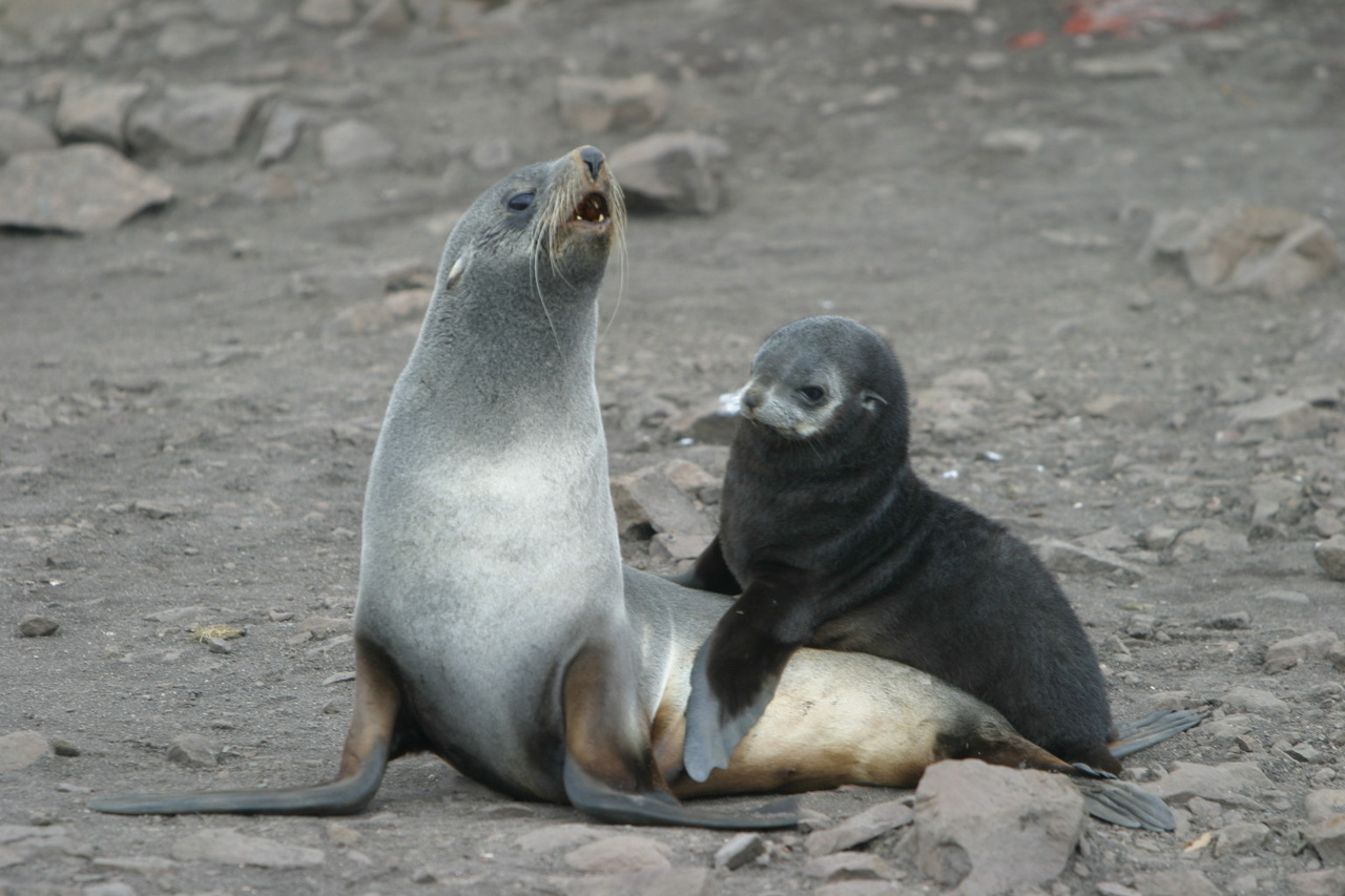 Pinniped Research in the Antarctic - NOAA Fisheries