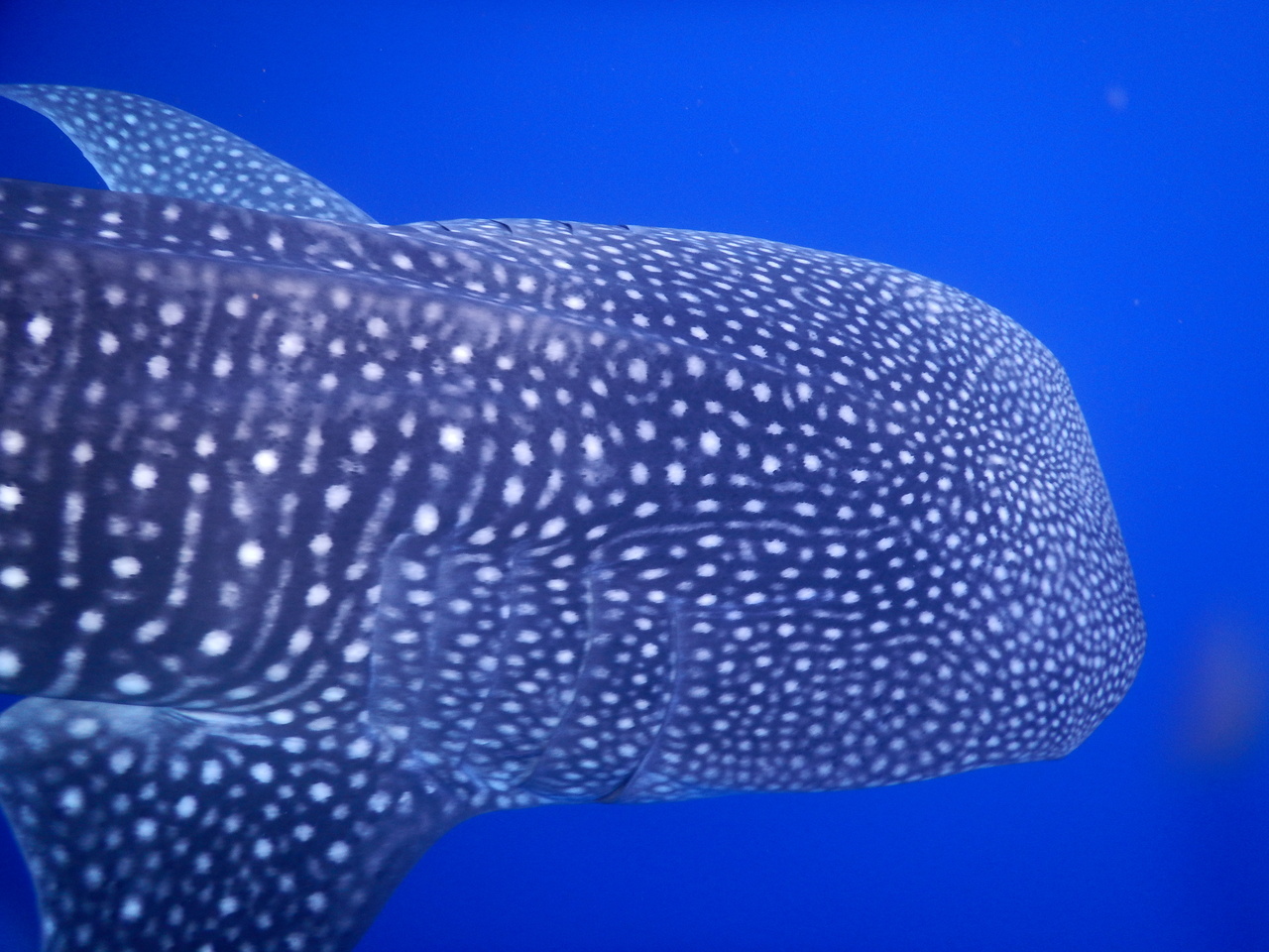 We have exciting news from the Hawai'i Uncharted Research Collective: the whale shark we spotted off Au Au Point on the Big Island of Hawai'i was a new individual for their catalogue! This means that our coxswain, Mills Dunlap, who spotted the whale shark, get the honor of naming this individual. Introducing Hawkins the Polliwog whale shark, named in honor of Mills' son born earlier this year. Congrats Mills and baby Hawkins! We are nearing the end of Leg 3. We are steaming to Maui to take advantage of calm seas predicted for Tuesday before heading home to Pearl Harbor. <br><i>Photo: NOAA Fisheries/Mills Dunlap.</i>
