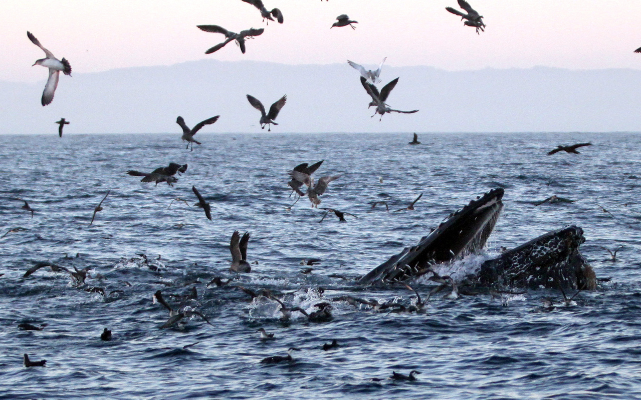 MN-Lunge-Fish-20151012-JAC-0426_hero.jpg