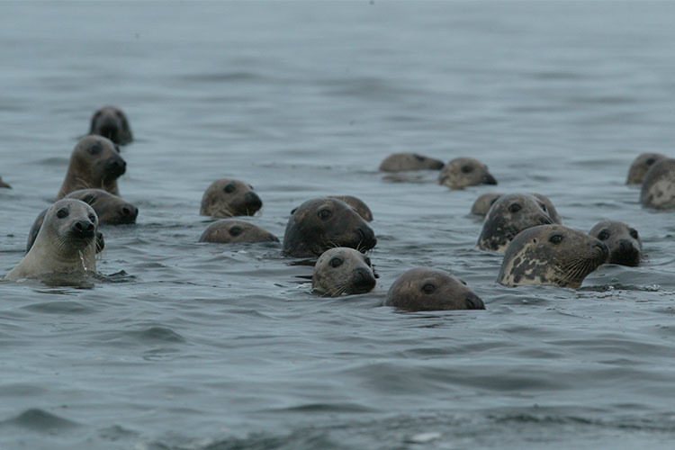 Seal Ecology and Assessment Research in the Northwest Atlantic NOAA