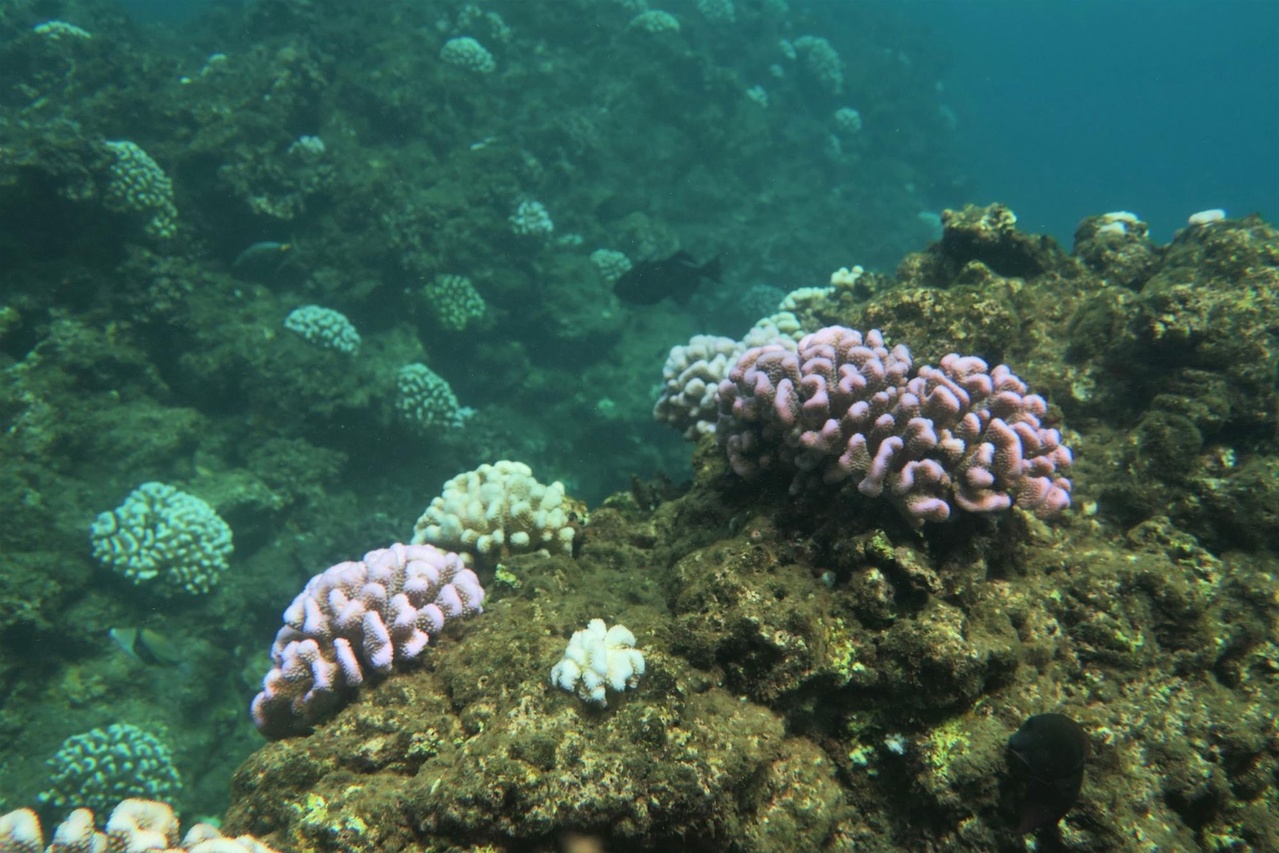 Fluorescing colonies interspersed among bleached colonies of Pocillopora meandrina at Black Point, Maui.