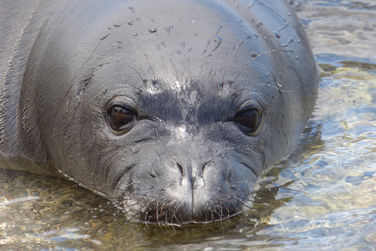 Close-up of monk seal, RL76.