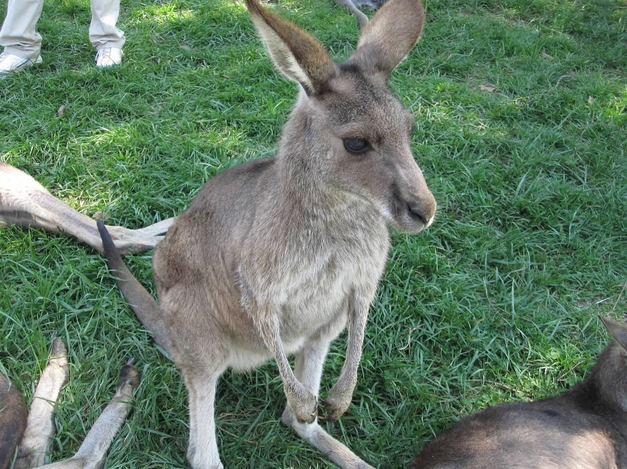 A kangaroo in Kentucky? three great daytrips