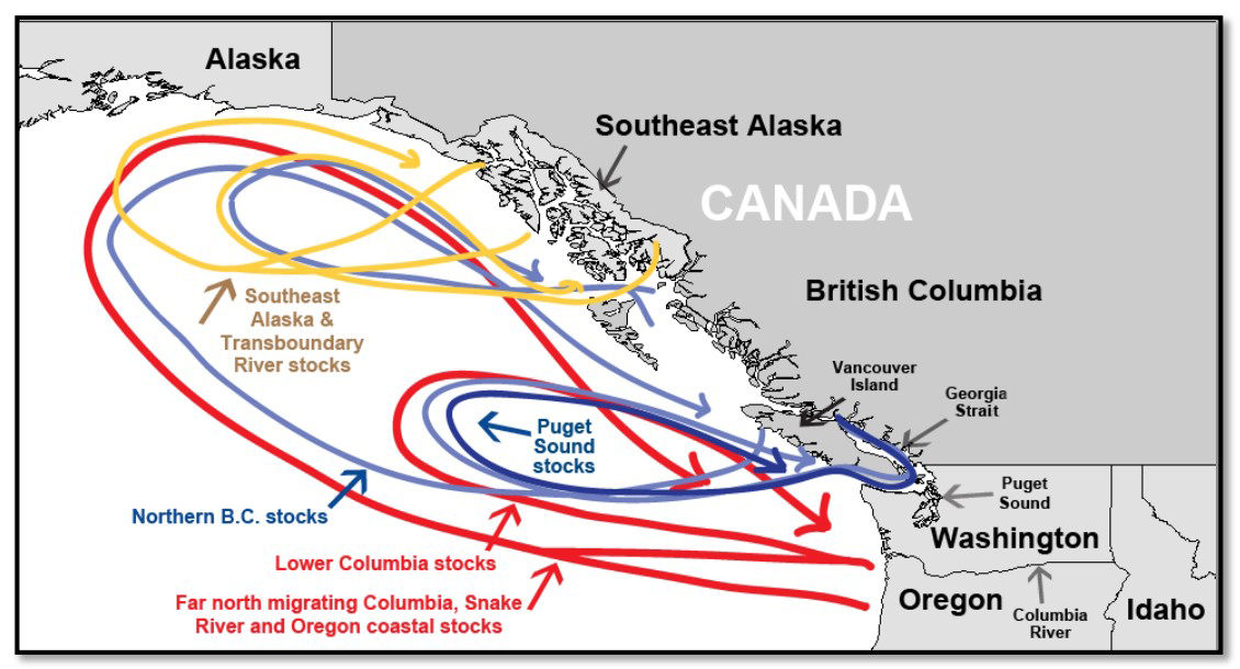 West Coast Salmon Fishing and Southern Residents Part 2 NOAA Fisheries
