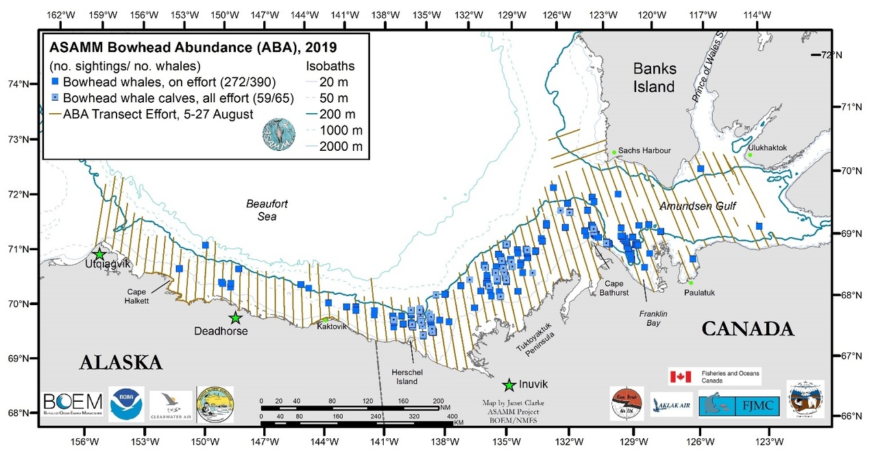 Franklin Bay, Cape Bathurst, offshore of the Tuktoyaktuk Peninsula, and north of Herschel Island were the areas of greatest sightings. Calves were sighted in all of these high density areas, except Franklin Bay.