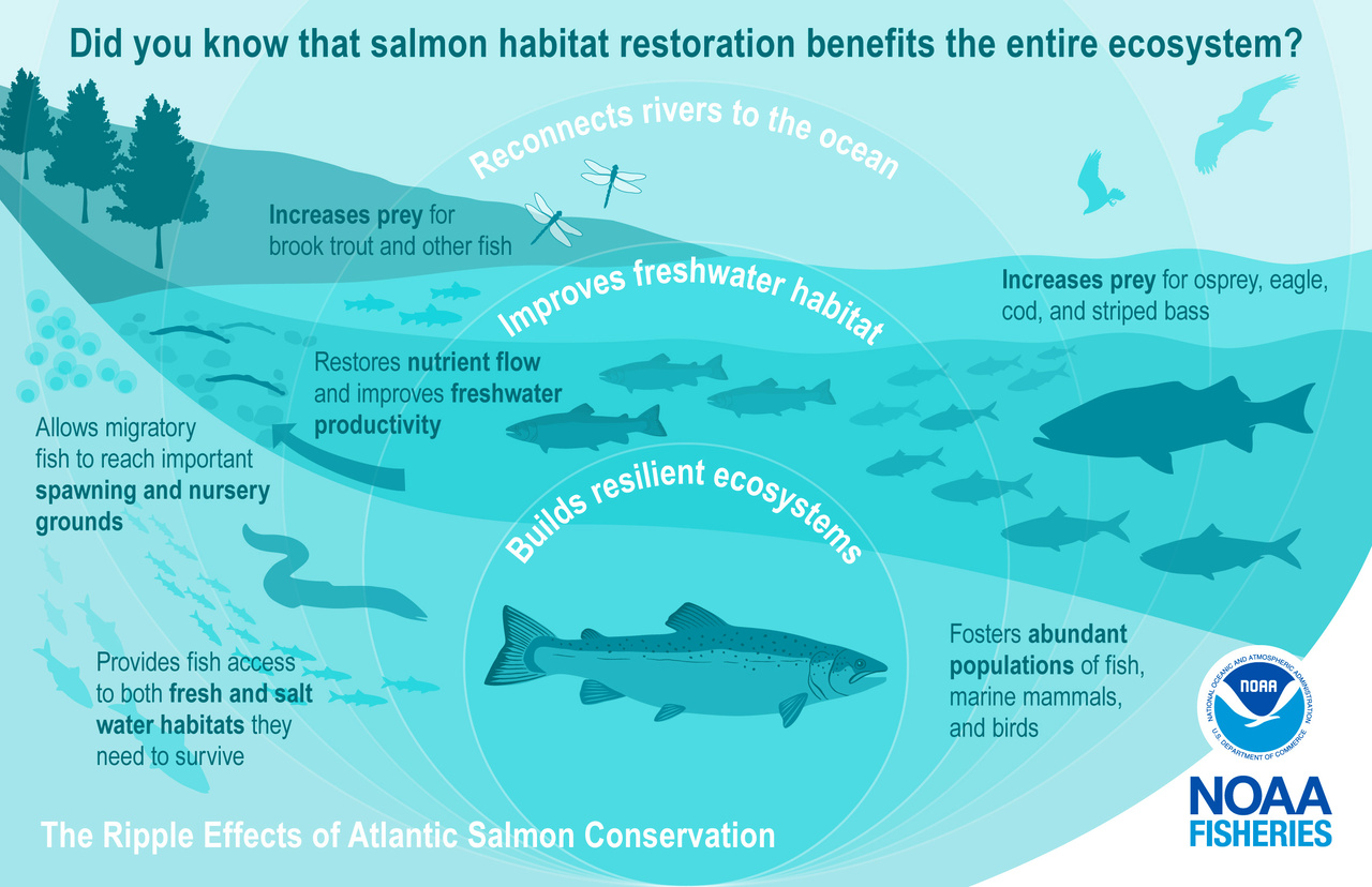 benefits of salmon restorration