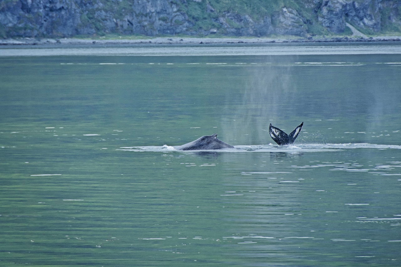 NMF_3910 - retouched - humpback.jpg
