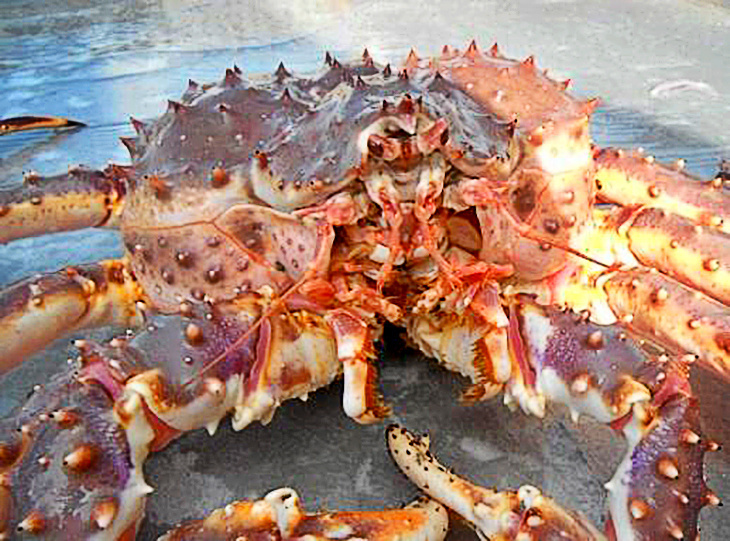 Red king crab