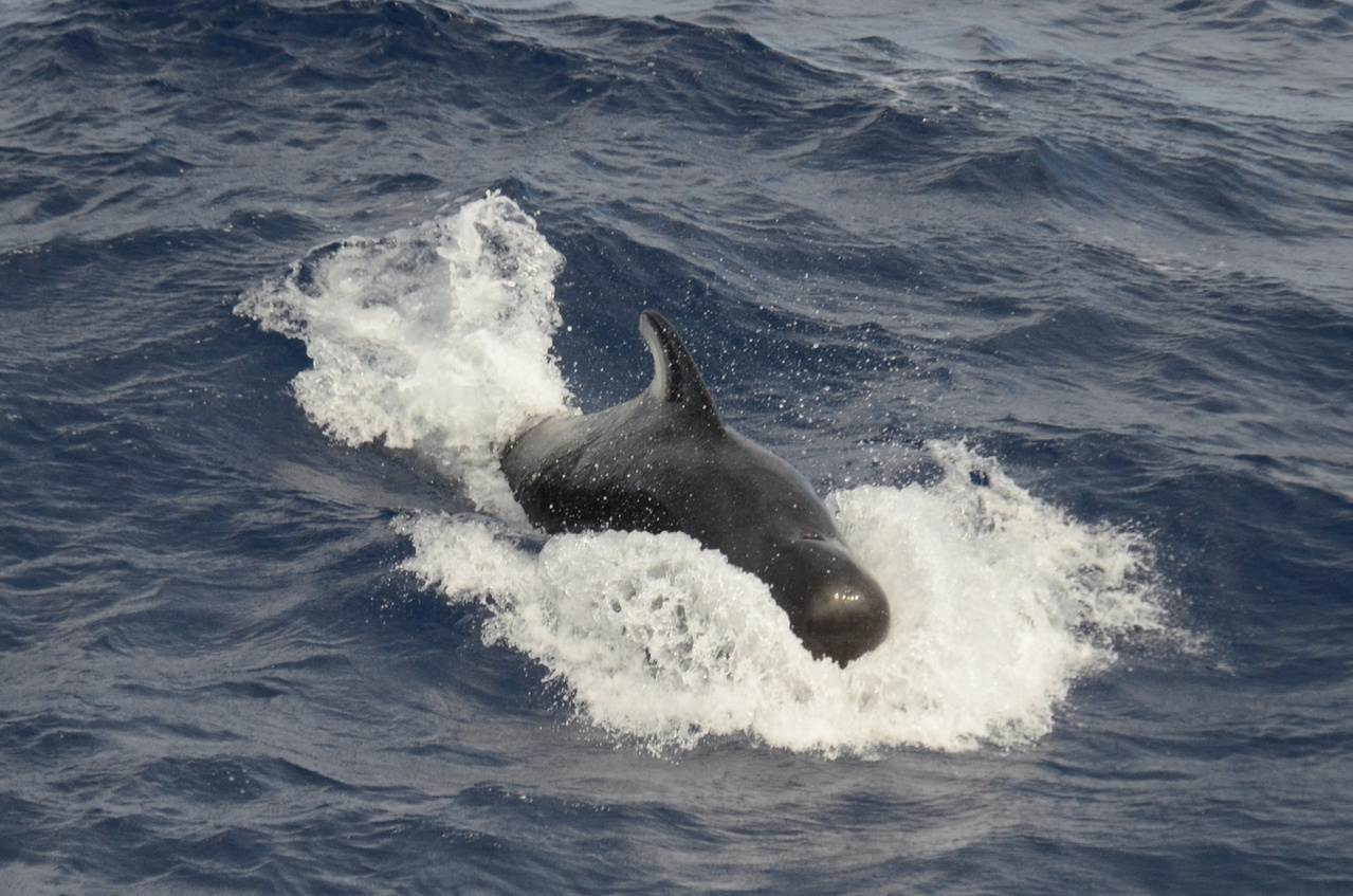 Unexpectedly, we had our first sighting of pilot whales for WHICEAS 2020. We normally encounter them on multiple occasions. Pilot whales are one of the biggest of the dolphin family, have blunt heads, and are deep divers, often feeding on squid. Photo: NOAA Fisheries/Christopher Hoefer.