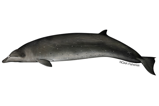 Stejneger's beaked whale illustration