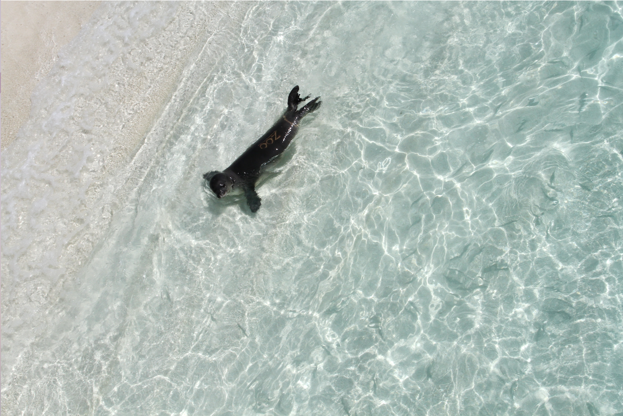 A monk seal pup in shallow water near shore.