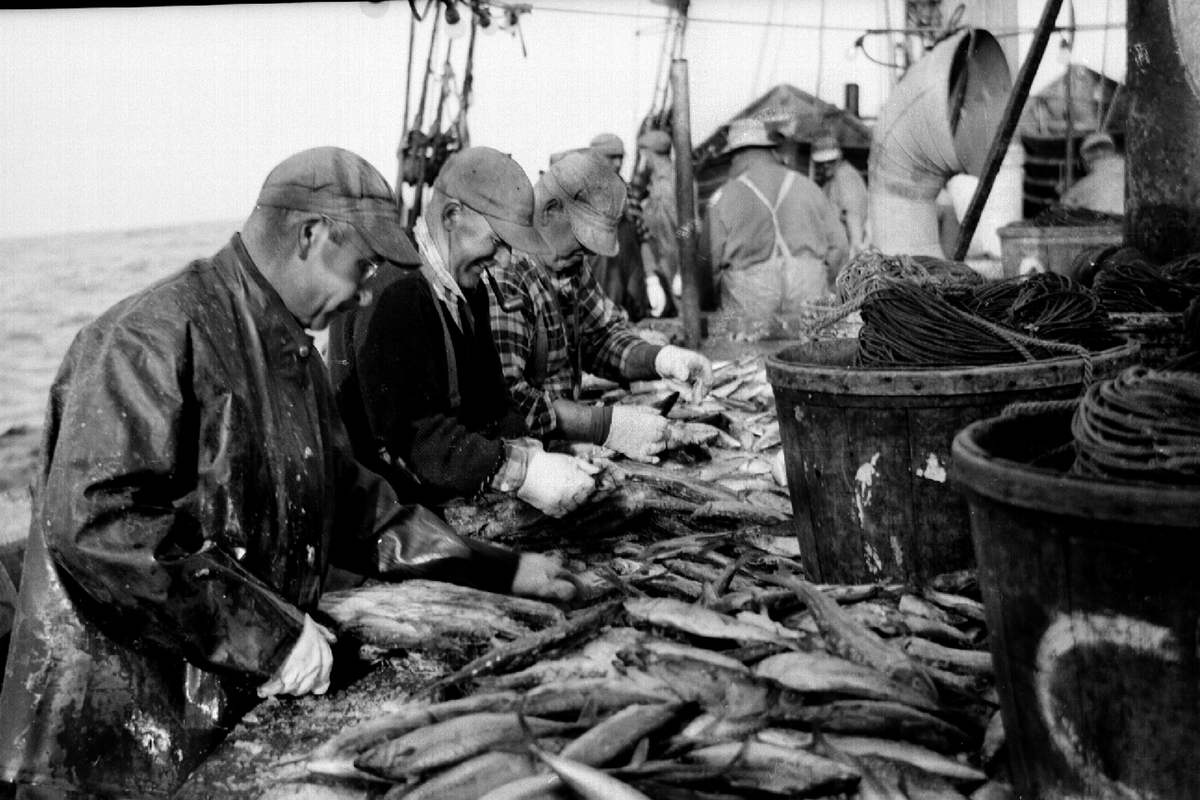 A Brief History of the Groundfishing Industry of New England NOAA
