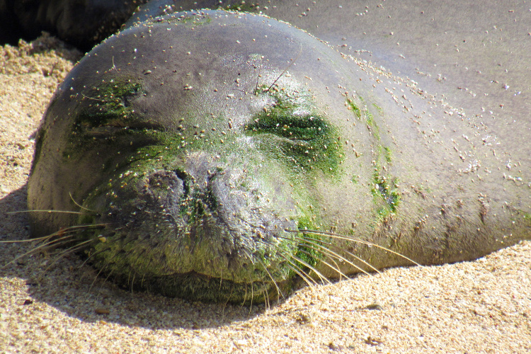 Monk seal sleeping and molting.
