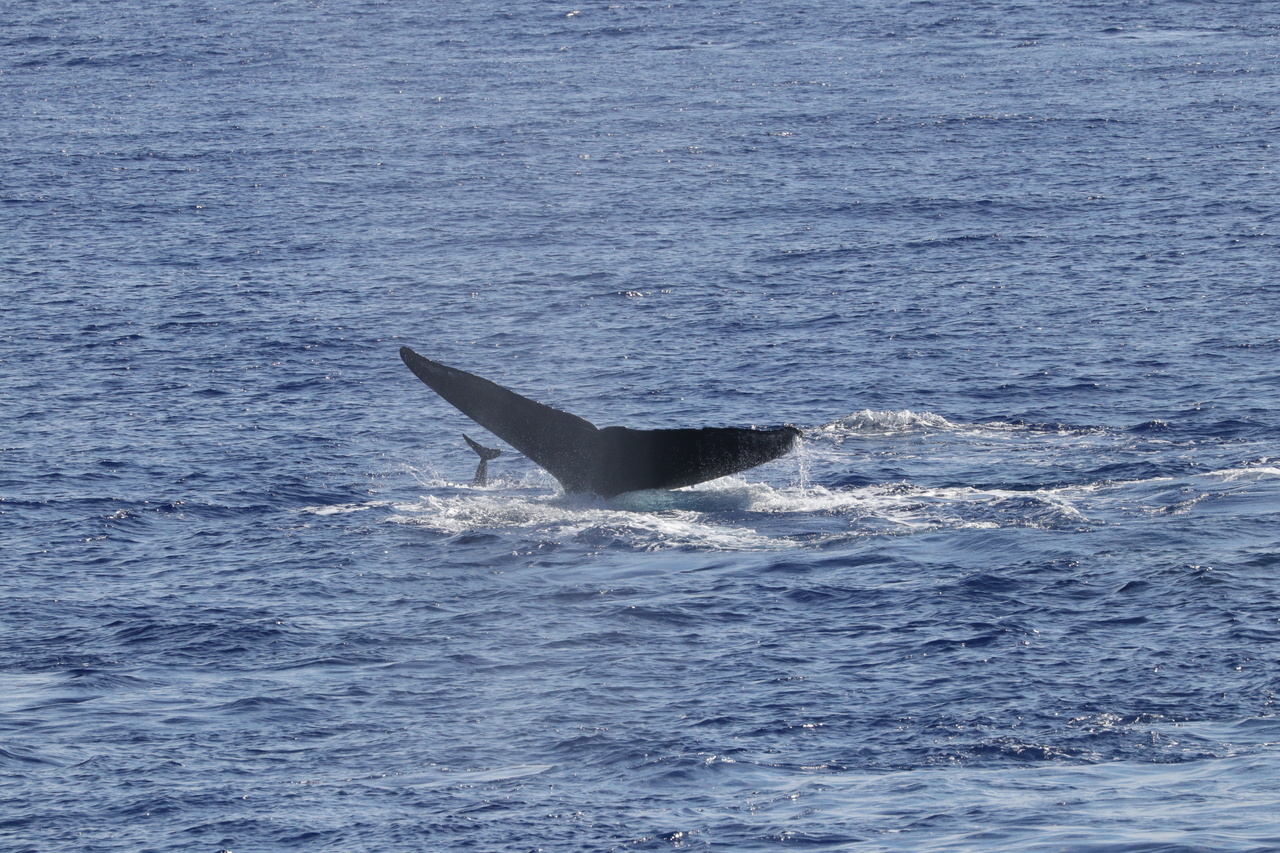 A humpback whale and a rough-toothed dolphin simultaneously show their flukes (tails) for a picture-perfect moment to celebrate the end of another successful project. Photo: NOAA Fisheries/Andrea Bendlin.