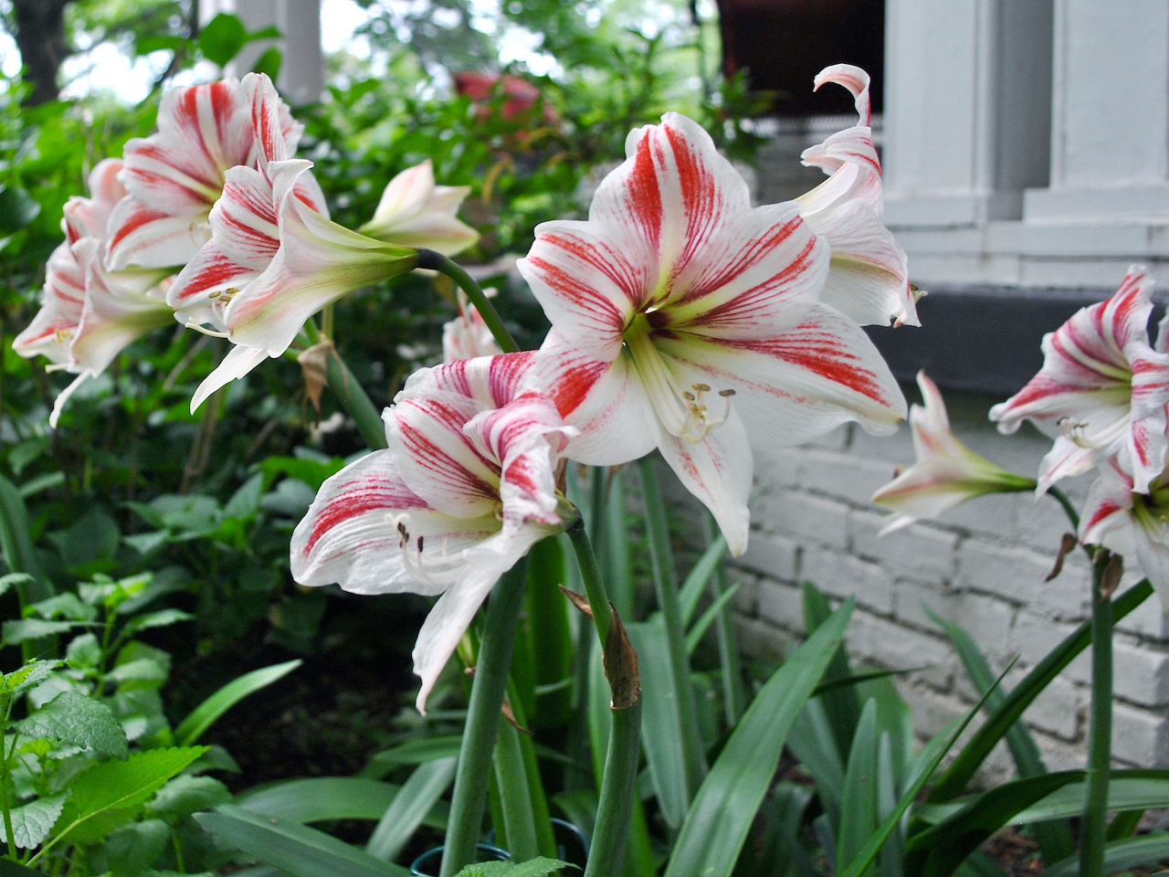 "Those are Amaryllis that we receive each year for Christmas," says Jeanne. "This year they all bloomed the same color!" "Those are Amaryllis that we receive each year for Christmas," says Jeanne. "This year they all bloomed the same color!"
