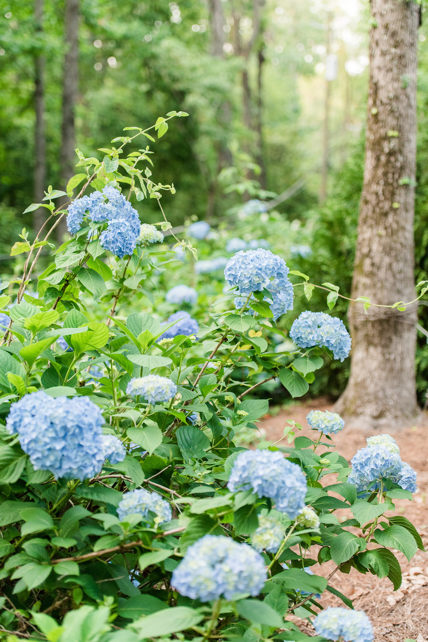 Clarke left the wild hydrangeas growing on the property, which have wild Autumn clamatis growing through them for a beautifully wild and natural look. Clarke left the wild hydrangeas growing on the property, which have wild Autumn clamatis growing through them for a beautifully wild and natural look.