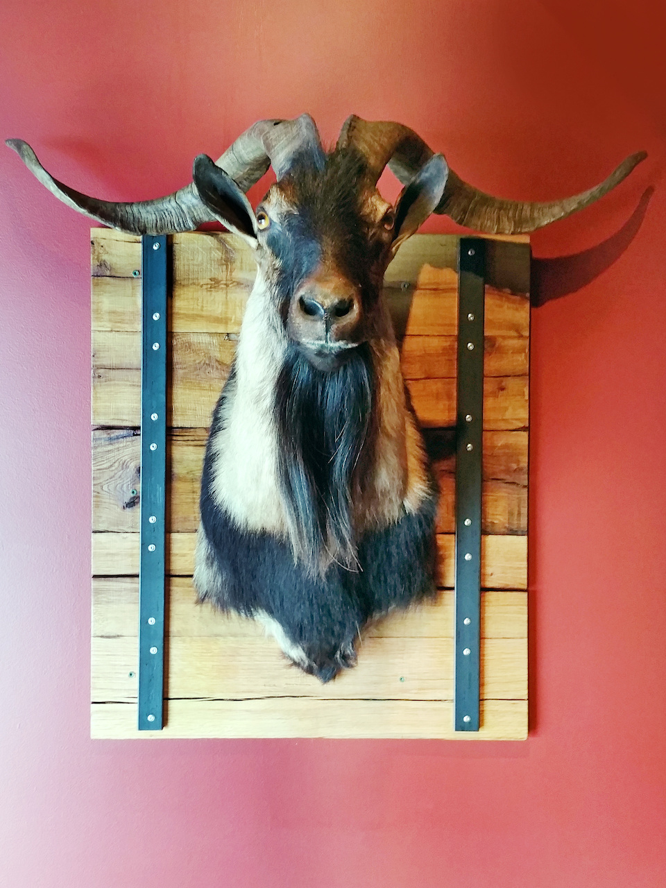 A mounted goat watches over the diners at wooden goat. A mounted goat watches over the diners at wooden goat.