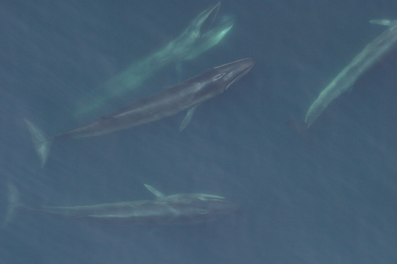 2020-whale-week-sei-1280x853-main.jpg