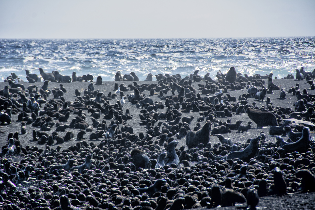 Fur seals on Bogoslof Island.