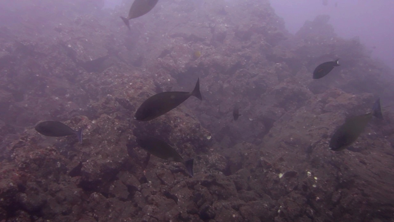 Last June, Kīlauea volcano’s eruption near Puna, Hawaiʻi, created a lava flow out into the ocean, which then cooled and formed new land and new reef. Our fish team had the rare chance to survey this area today. The substrate is composed of a steep slope of loose, cooled lava rocks and sediment, and although coral has yet to colonize the area, many fish, such as these sleek unicornfish and orangeband surgeonfish, were seen schooling around the new habitat, along with a number of young urchins. Photo: NOAA Fisheries/Andrew Gray.