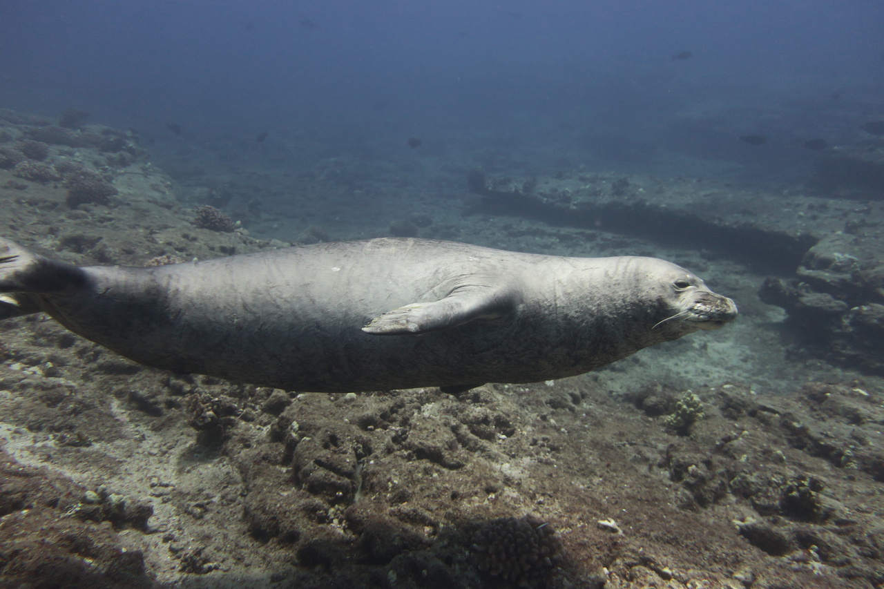 This large, male Hawaiian monk seal came up close to greet our divers as they started their coral surveys on the underwater slopes of Lehua Crater. Over the course of our 2 days at Ni'ihau, we spotted more than 15 monk seals along the beaches and waters of this "Forbidden Isle." <br><i>Photo: NOAA Fisheries/Mollie Asbury </i>