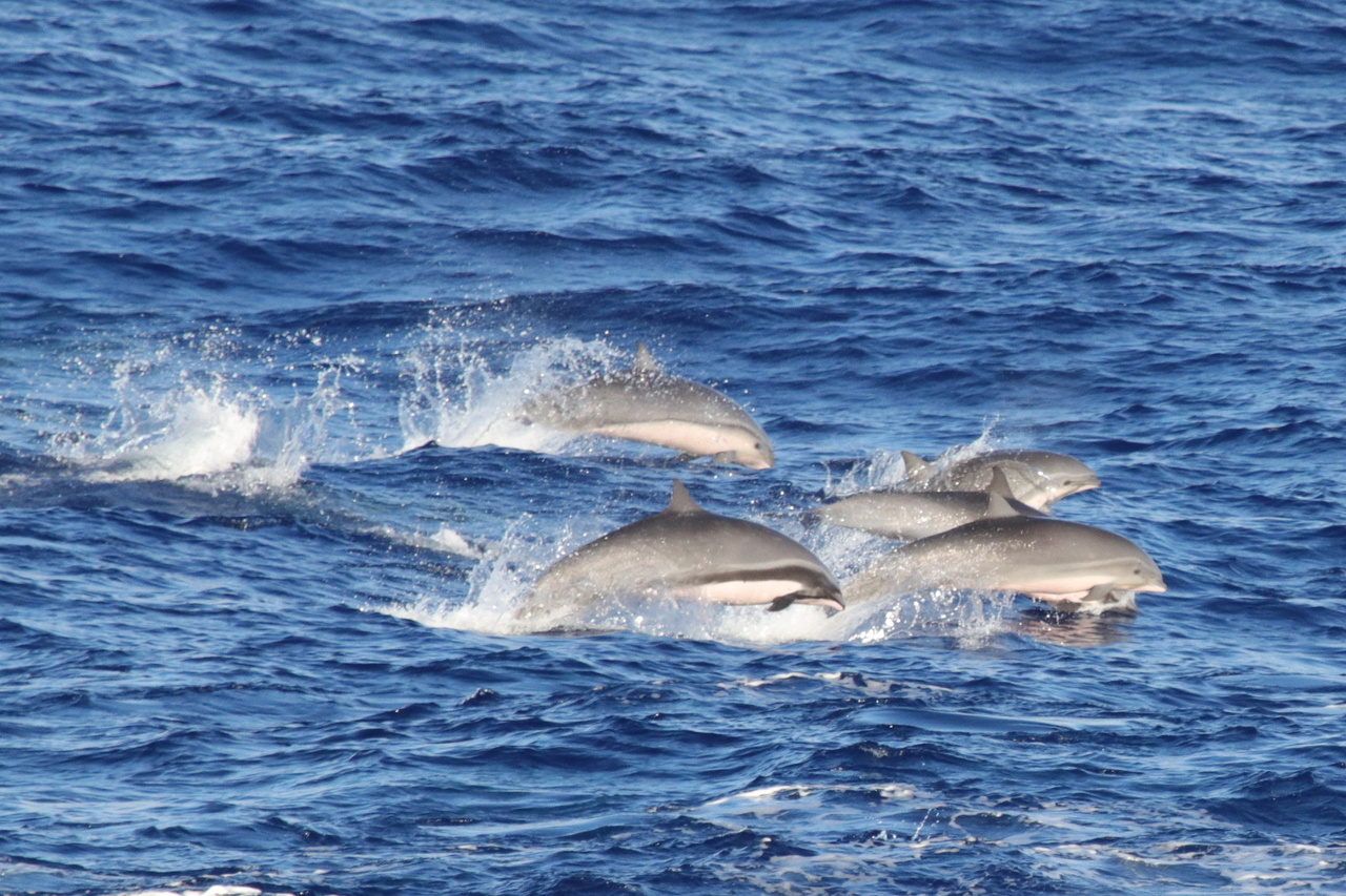 We rarely see Fraser's dolphins. Some of our observers have sailed for years without seeing them! This photo shows one adult male (dark stripe) with several subadults. Photo: NOAA Fisheries/Allan Ligon.
