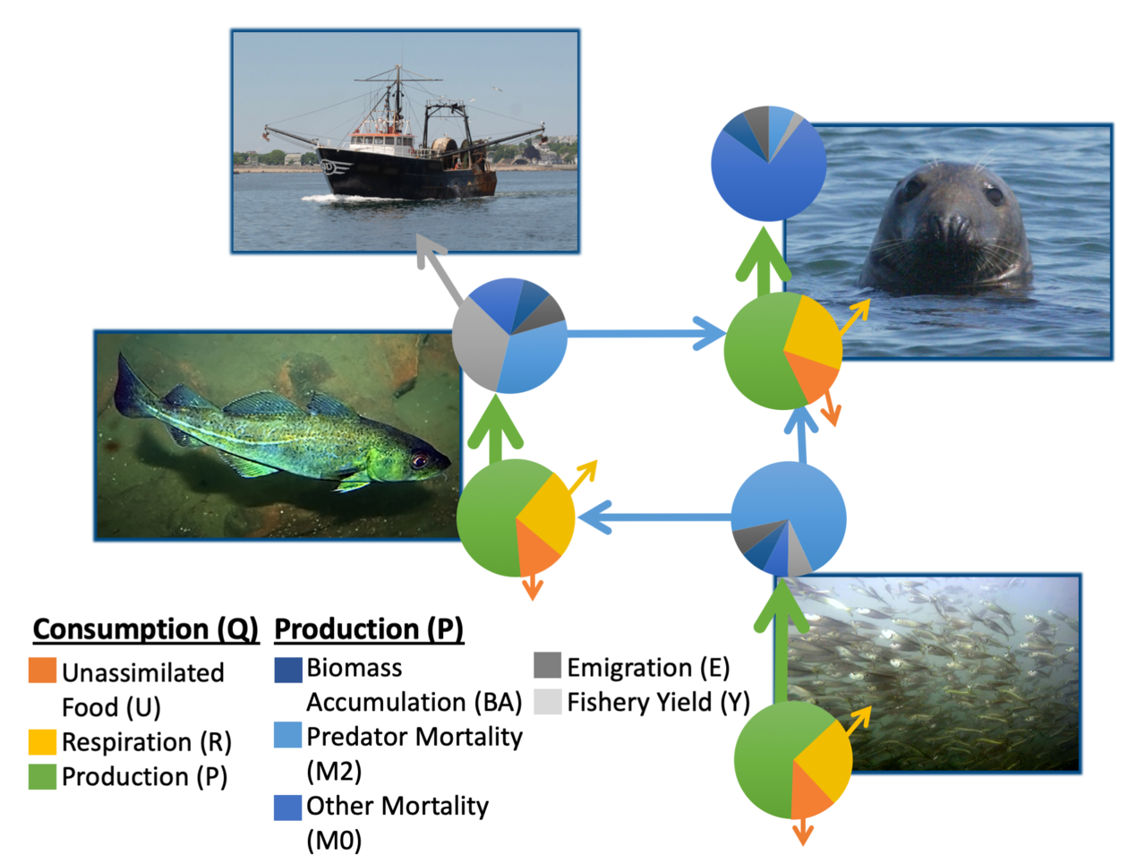 A conceptual representation of how mass balance food web models work. Consumption needs to balance production (all gains and losses of energy). This simplified food web is represented by a predator, prey, marine mammal, and fishery.