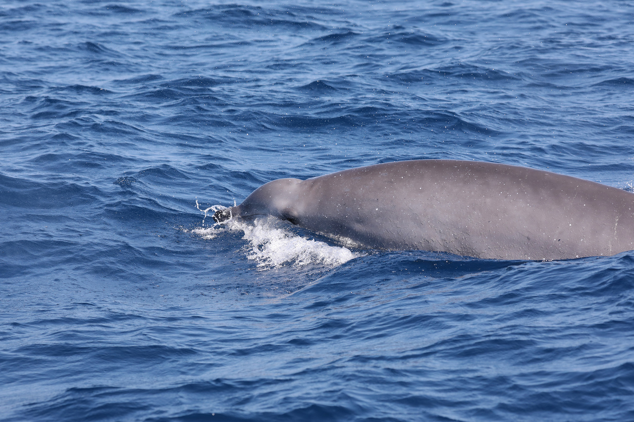 technology helps unlock the world of beaked whales