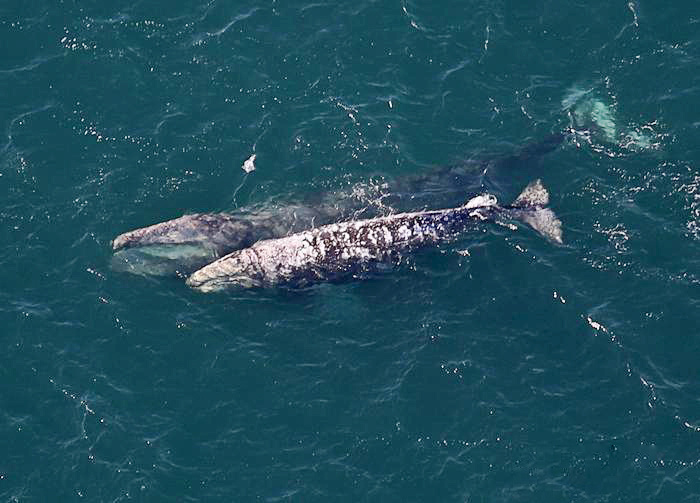 This photo, taken in 2016, is of a mother and calf gray whale. The mother at top, with an open mouth.