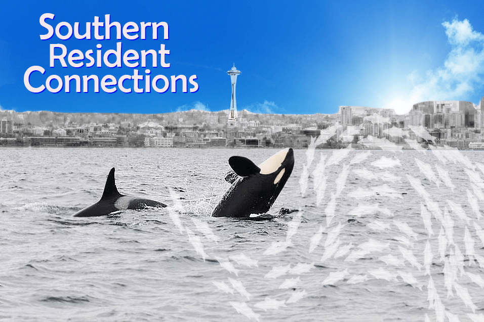 Southern Resident Connections