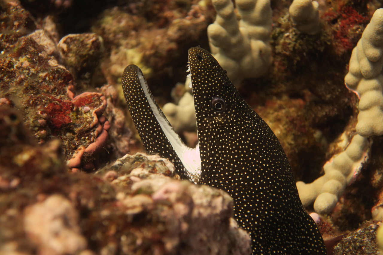 Moray eels, such as the whitemouth moray, are common predators around the Hawaiian Islands. Some speculate that eels are common due to a lack of competition – the data that we are collecting can help answer this question. This one looks menacing, but opening its mouth is how it breathes, pumping oxygen over its gills. Another interesting fact: moray eels have two sets of jaws: one to capture their pray, and another set of inner jaws that are thrust forward from its throat to swallow fish whole! Photo: NOAA Fisheries/Kaylyn McCoy.