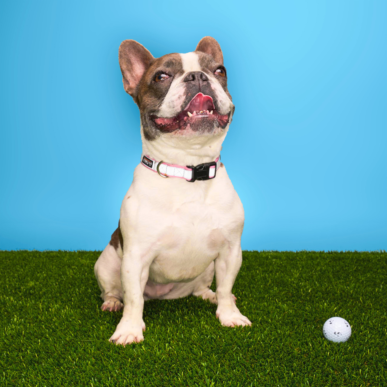 [온라인 단독] 크롬투어 트루비스 스몰독 에디션: 프렌치 블랙